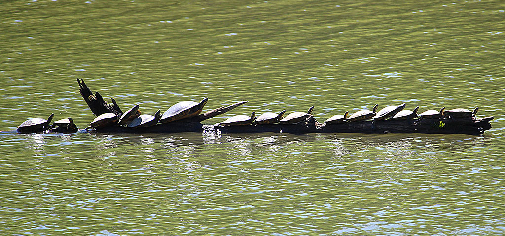 Turtles Sunning on a Log in the Elk River