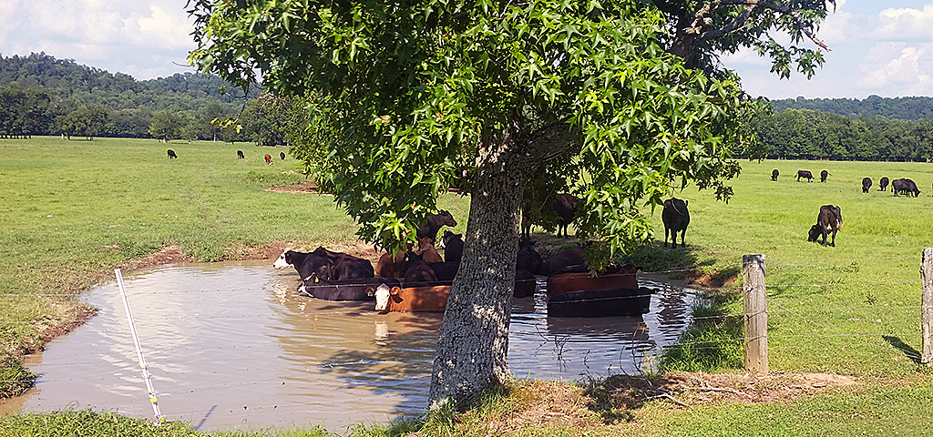Cattle cooling off in a pond on a hot summer day