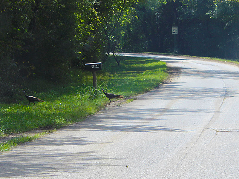 Group of Turkey Crossing Road