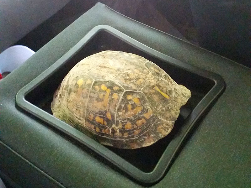 Box Turtle in Jeep Console Along for the Ride