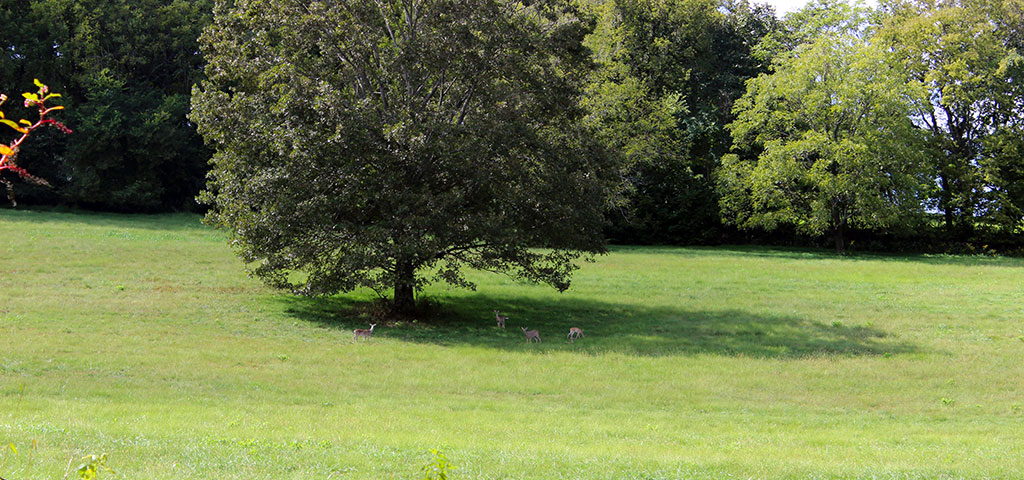 Single Tree on a Hillside